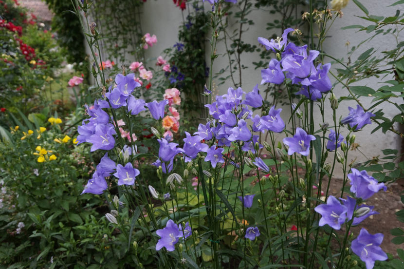  - Campanula