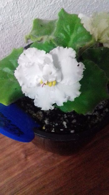 19.11.2017 - LE VZBITIE SLIVKI - ninutza