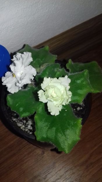 19.11.2017 - LE VZBITIE SLIVKI - ninutza