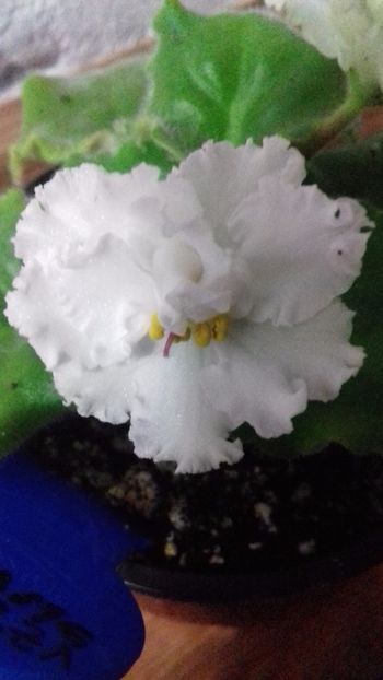 19.11.2017 - LE VZBITIE SLIVKI - ninutza