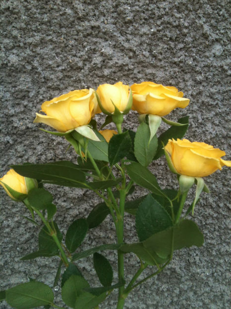 Yellow Babe®? - Trandafiri clasici si spray