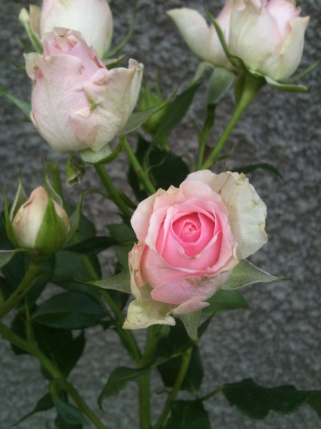 Dinara® - Trandafiri clasici si spray