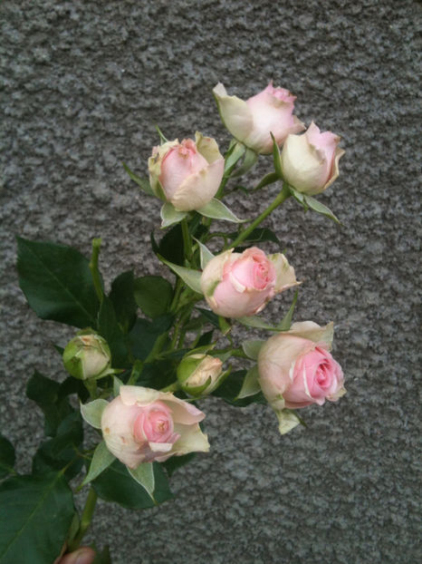 Dinara® - Trandafiri clasici si spray