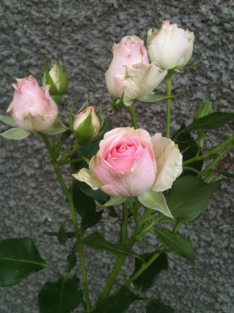 Dinara® - Trandafiri clasici si spray