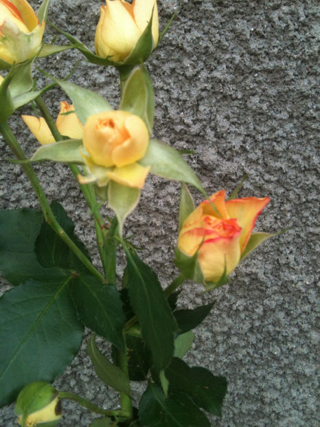 Mineola® - Trandafiri clasici si spray