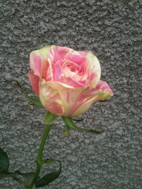 Fiesta - Trandafiri clasici si spray