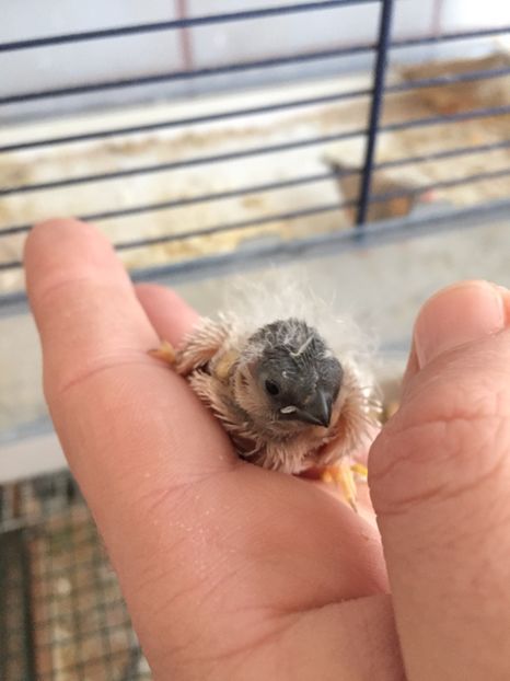 83EBF9E9-2808-4BC5-88B6-7ACBD7705E2D - Pui noiembrie 2017