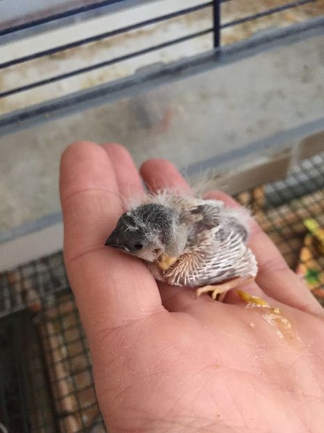 2BE06FF2-99AC-4A75-87E5-6AA3FFD9A844 - Pui noiembrie 2017