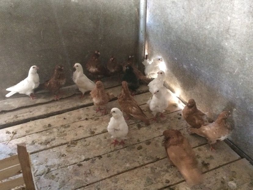  - PORUMBEI PESCARUS CHINEZ ALBI