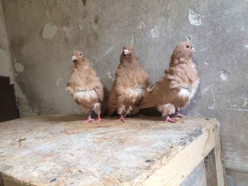  - PORUMBEI PESCARUS CHINEZ ALBI