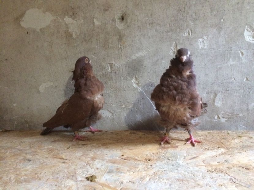  - PORUMBEI PESCARUS CHINEZ ALBI