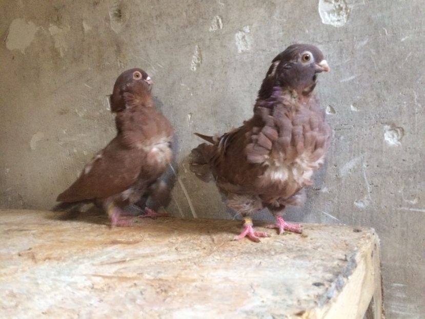  - PORUMBEI PESCARUS CHINEZ ALBI