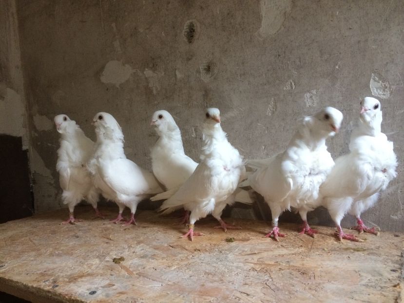  - PORUMBEI PESCARUS CHINEZ ALBI