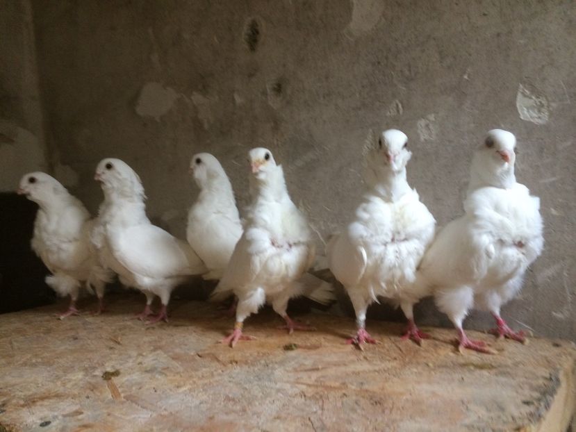  - PORUMBEI PESCARUS CHINEZ ALBI