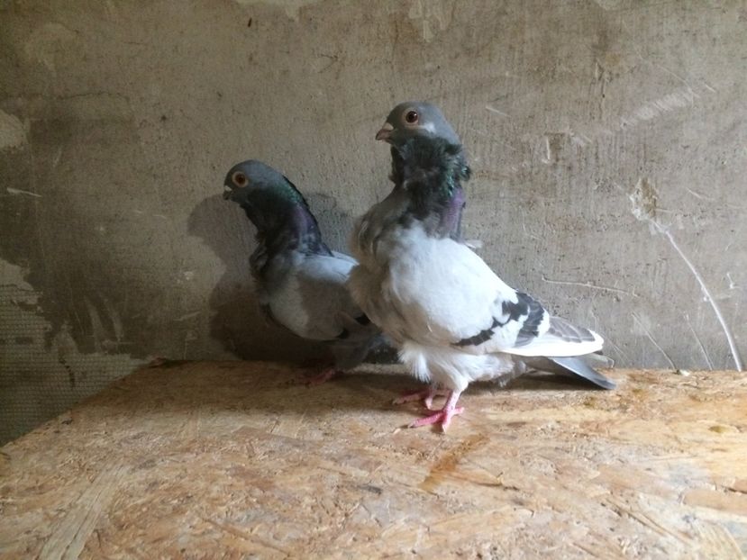  - PORUMBEI PESCARUS CHINEZ ALBI