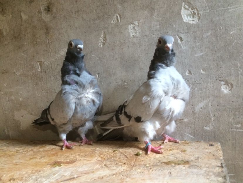  - PORUMBEI PESCARUS CHINEZ ALBI