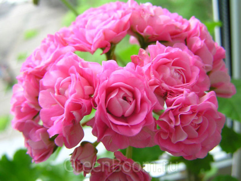 Australian Pink Rosebud - DORINTE - MUSCATE