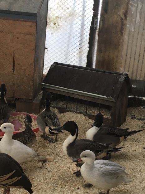 1B38B869-8811-4E7E-B77D-6385D182B030 - Rata Sulitar