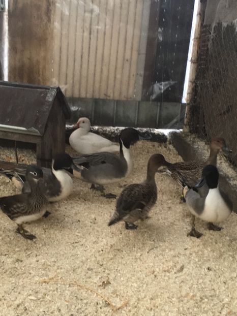 D7CC14E7-897E-4CD0-A452-BBB5C10BFB64 - Rata Sulitar