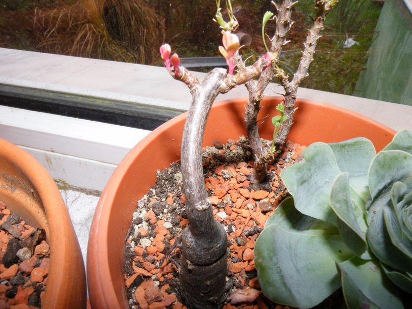 talinum  paniculatum - Colectie caudiciforme- un alt inceput