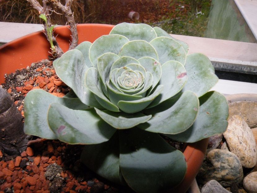  - Colectie suculente