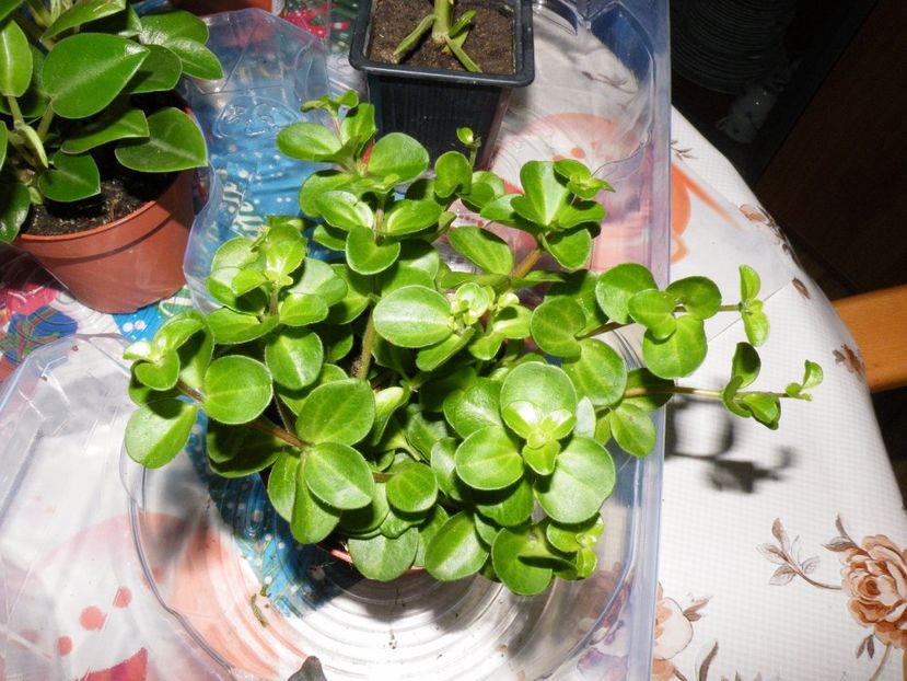 rotundifolia - Colectie peperomia