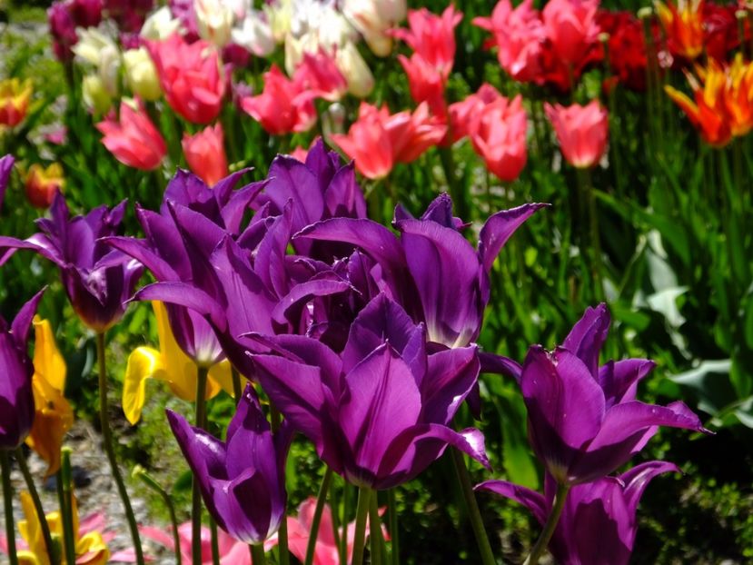  - 2017_04_Aprilie II