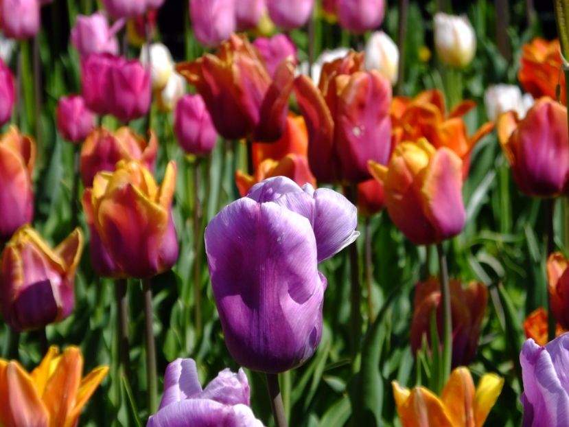  - 2017_04_Aprilie II