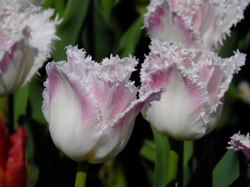  - 2017_04_Aprilie II