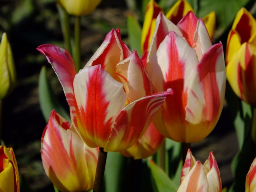  - 2017_04_Aprilie II