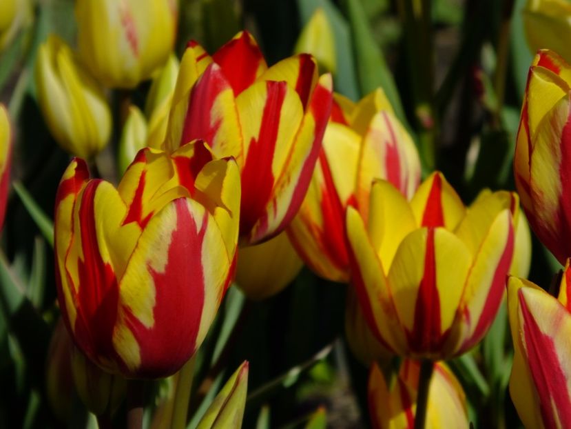  - 2017_04_Aprilie II