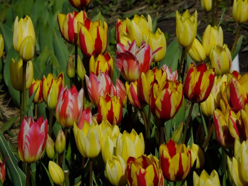  - 2017_04_Aprilie II