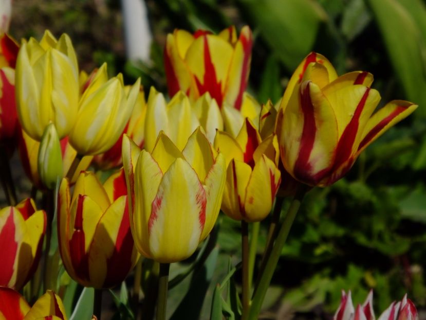  - 2017_04_Aprilie II