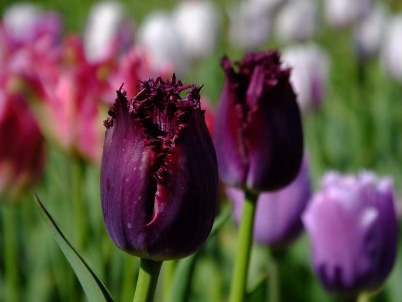  - 2017_04_Aprilie II