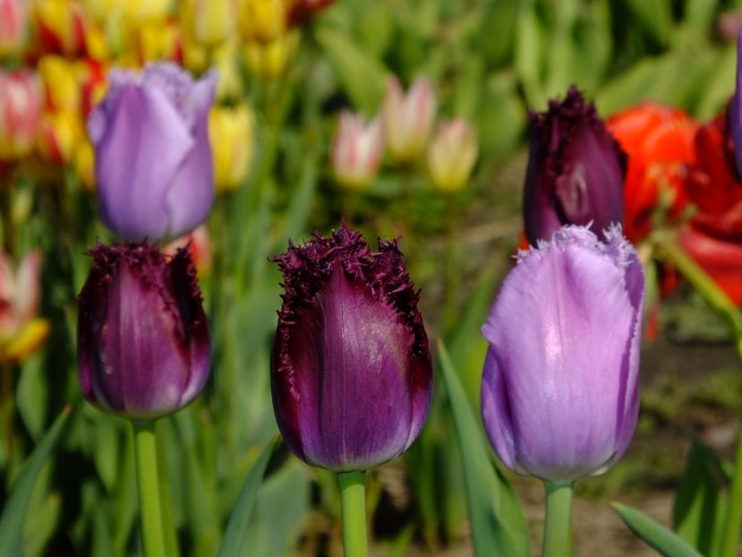  - 2017_04_Aprilie II