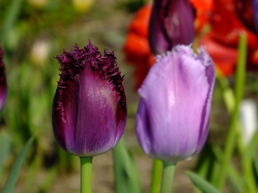  - 2017_04_Aprilie II