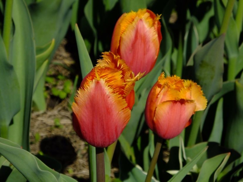  - 2017_04_Aprilie II