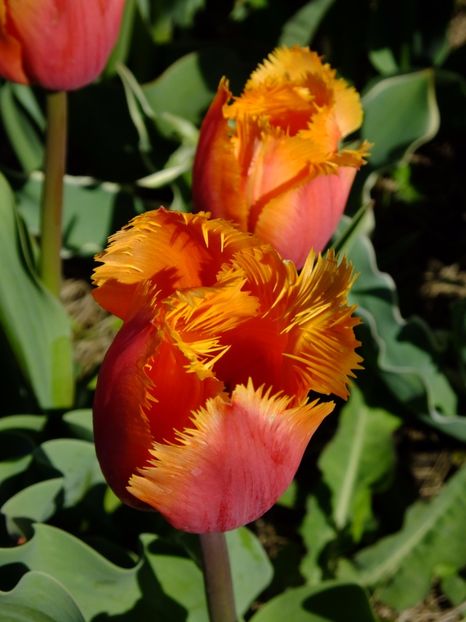  - 2017_04_Aprilie II