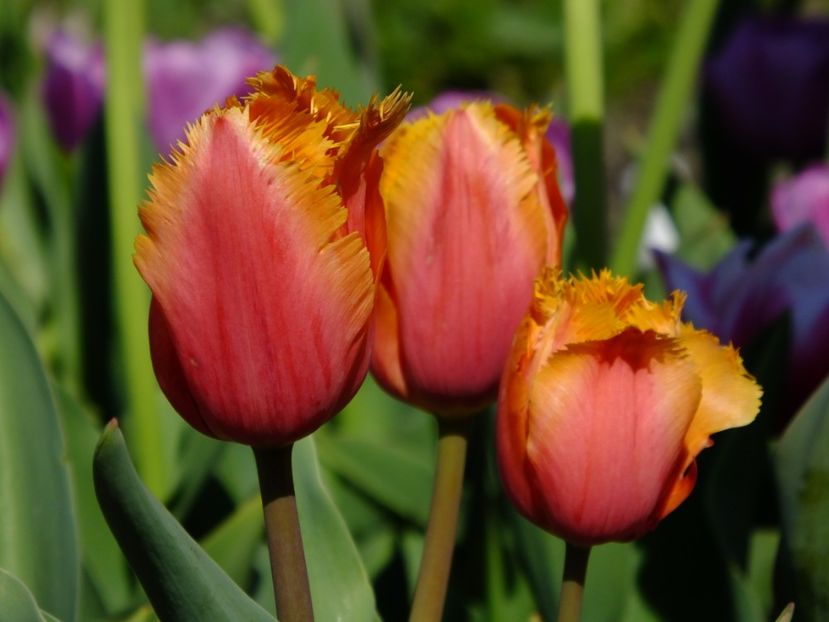  - 2017_04_Aprilie II