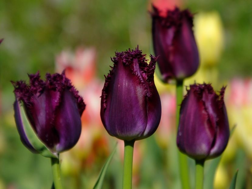  - 2017_04_Aprilie II