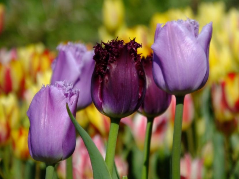  - 2017_04_Aprilie II