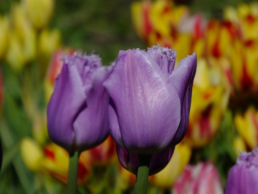  - 2017_04_Aprilie II