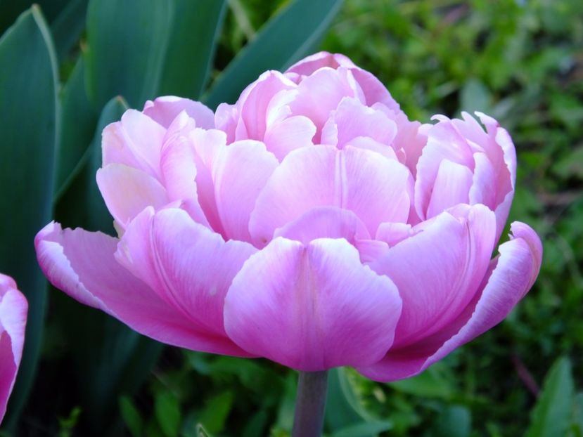  - 2017_04_Aprilie II