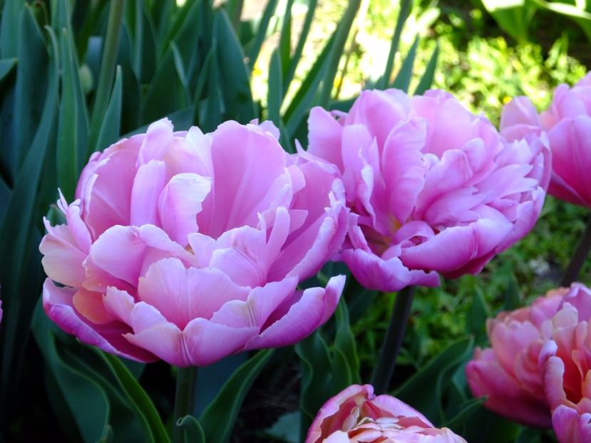  - 2017_04_Aprilie II