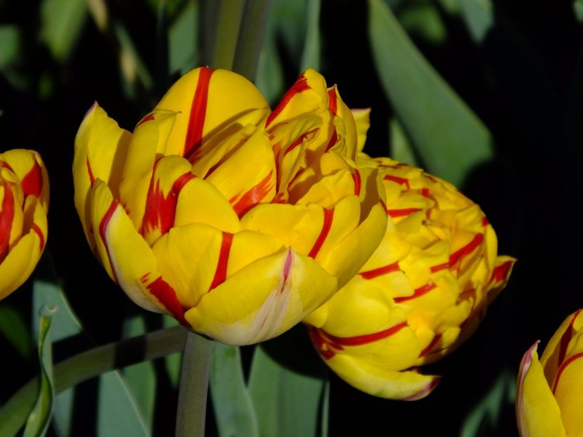  - 2017_04_Aprilie II