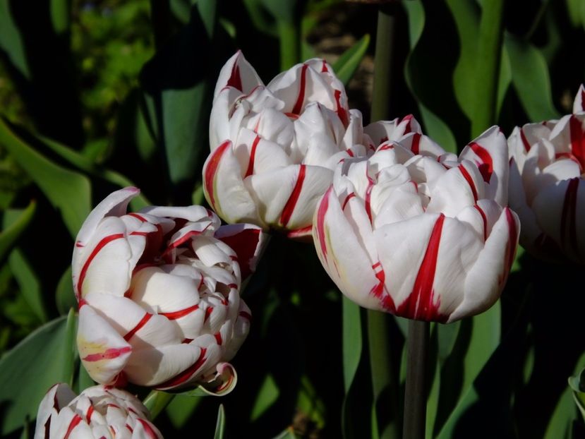  - 2017_04_Aprilie II