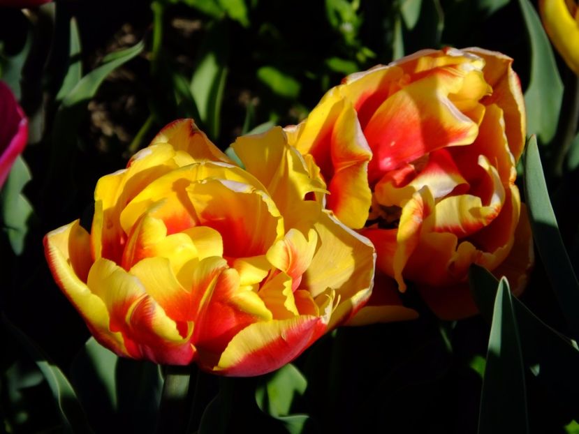  - 2017_04_Aprilie II