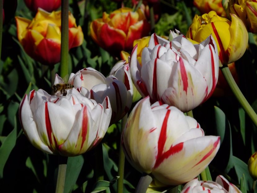  - 2017_04_Aprilie II