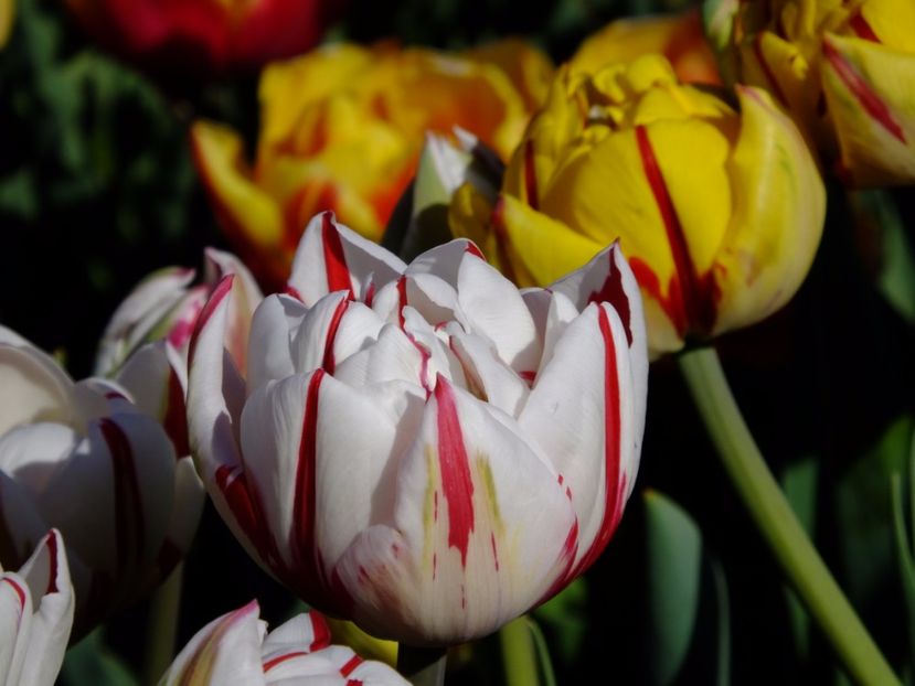  - 2017_04_Aprilie II