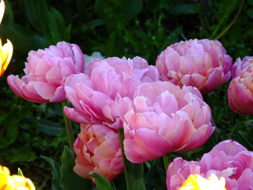  - 2017_04_Aprilie II